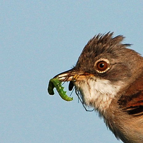 Second - Paul Lifsey